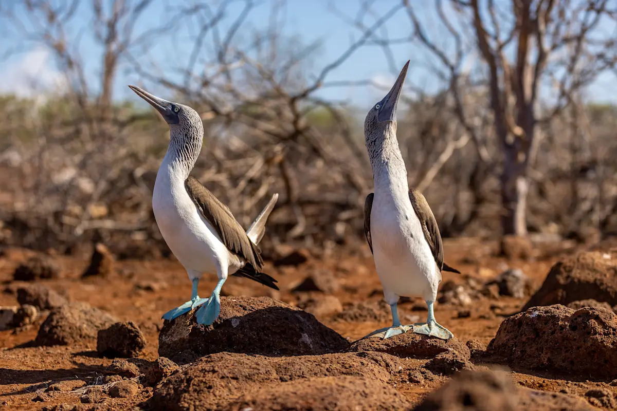 藍腳鰹鳥Blue-footed booby