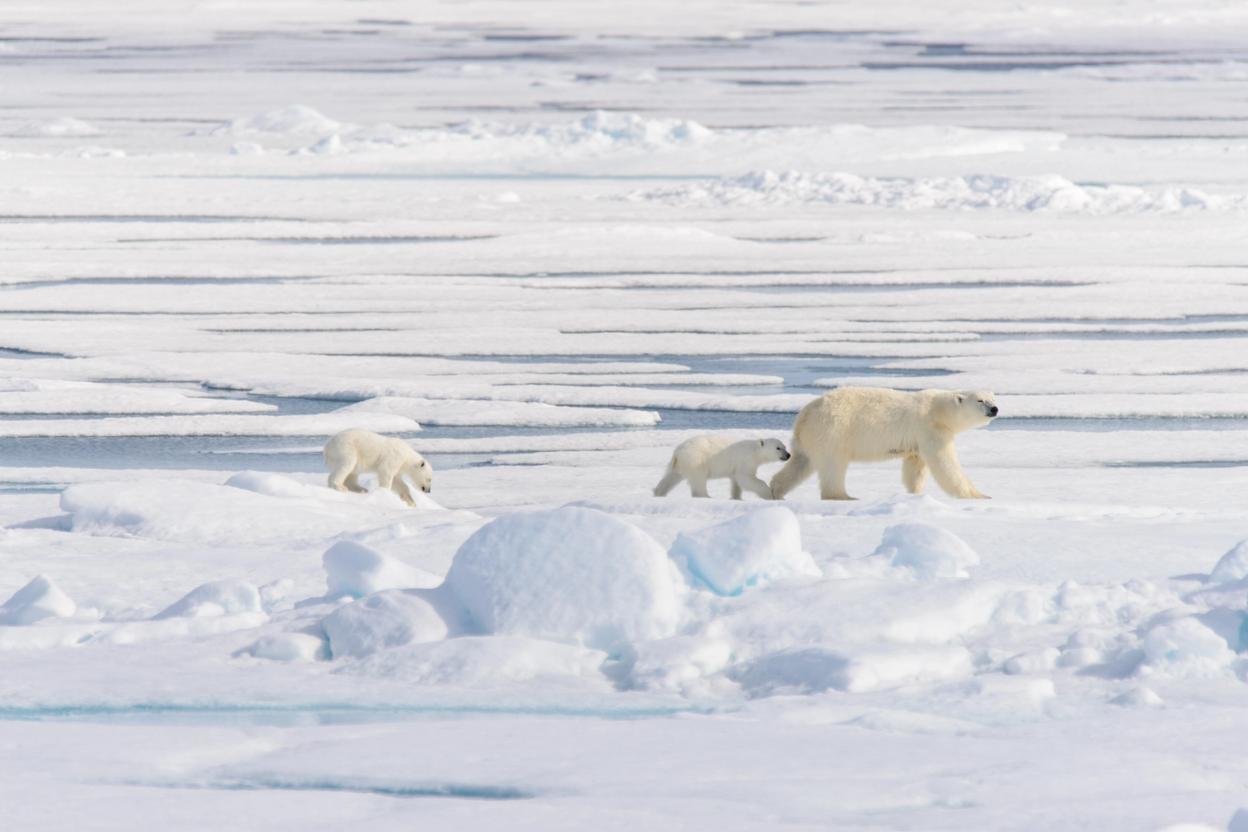 Silversea Artic and Greenland Polar Bears