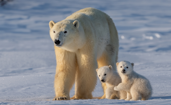 北極圈必到景點   北極熊之家 斯瓦爾巴群島