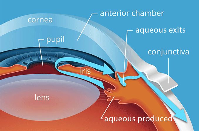 aqueous-humor-all-about-vision