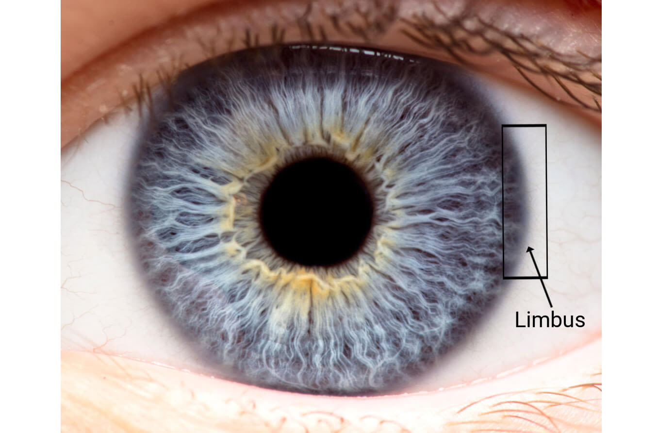 Macro photo of the human eye.