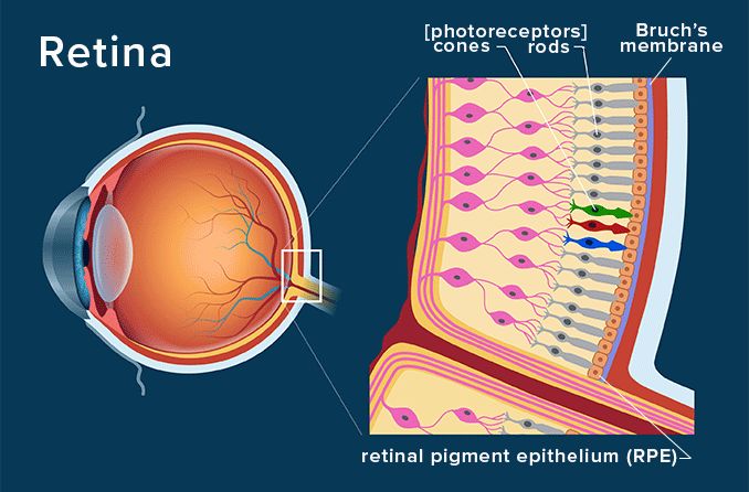 eye anatomy illustration of the Bruch's membrane in the back of the retina