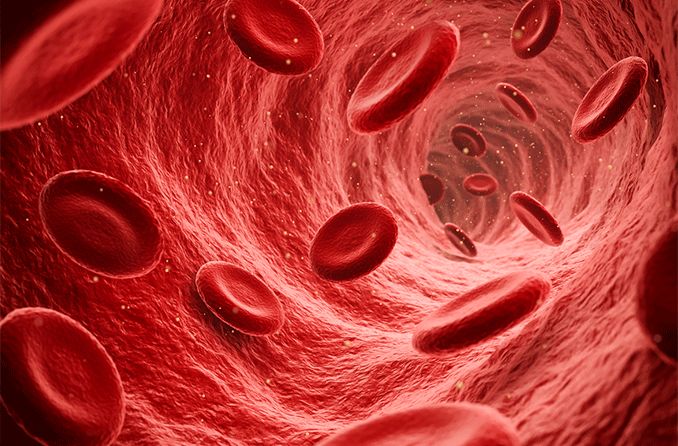Red blood cells flowing through the blood stream