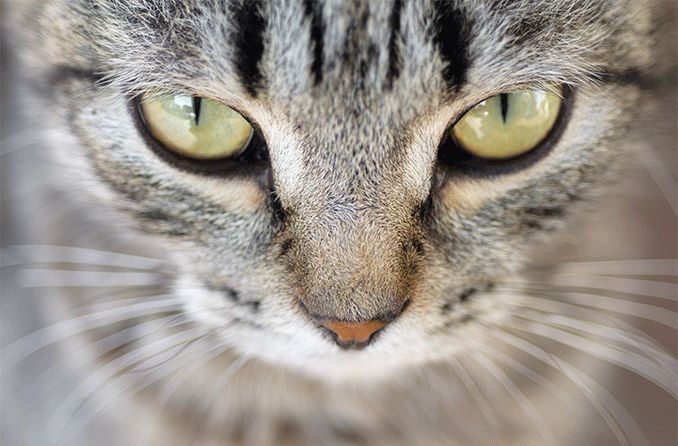 closeup of cat's eyes