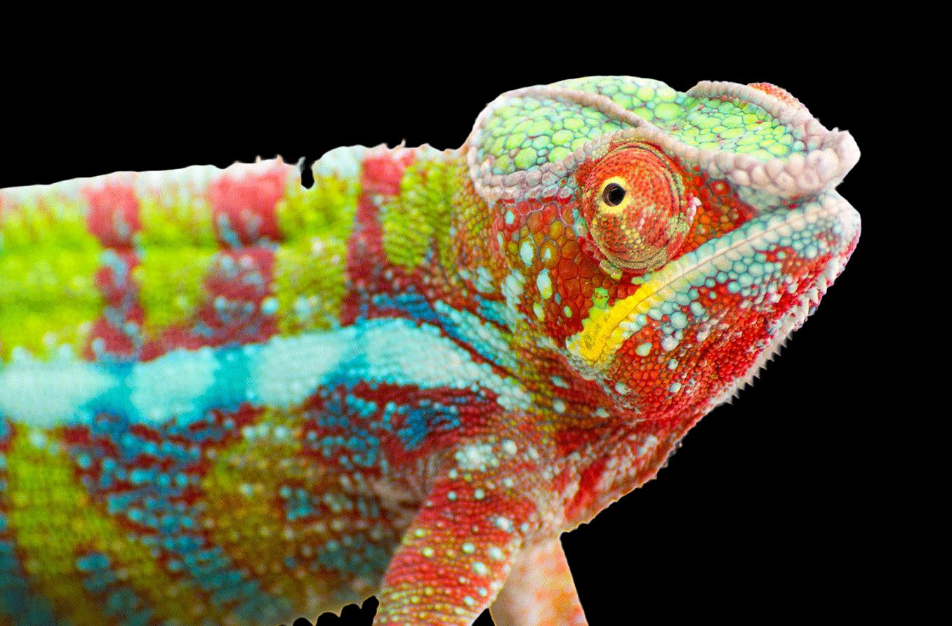 crazy animal eyes - chameleon