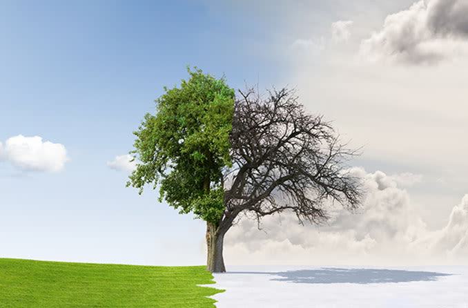 Un árbol separado por el clima de invierno y verano.