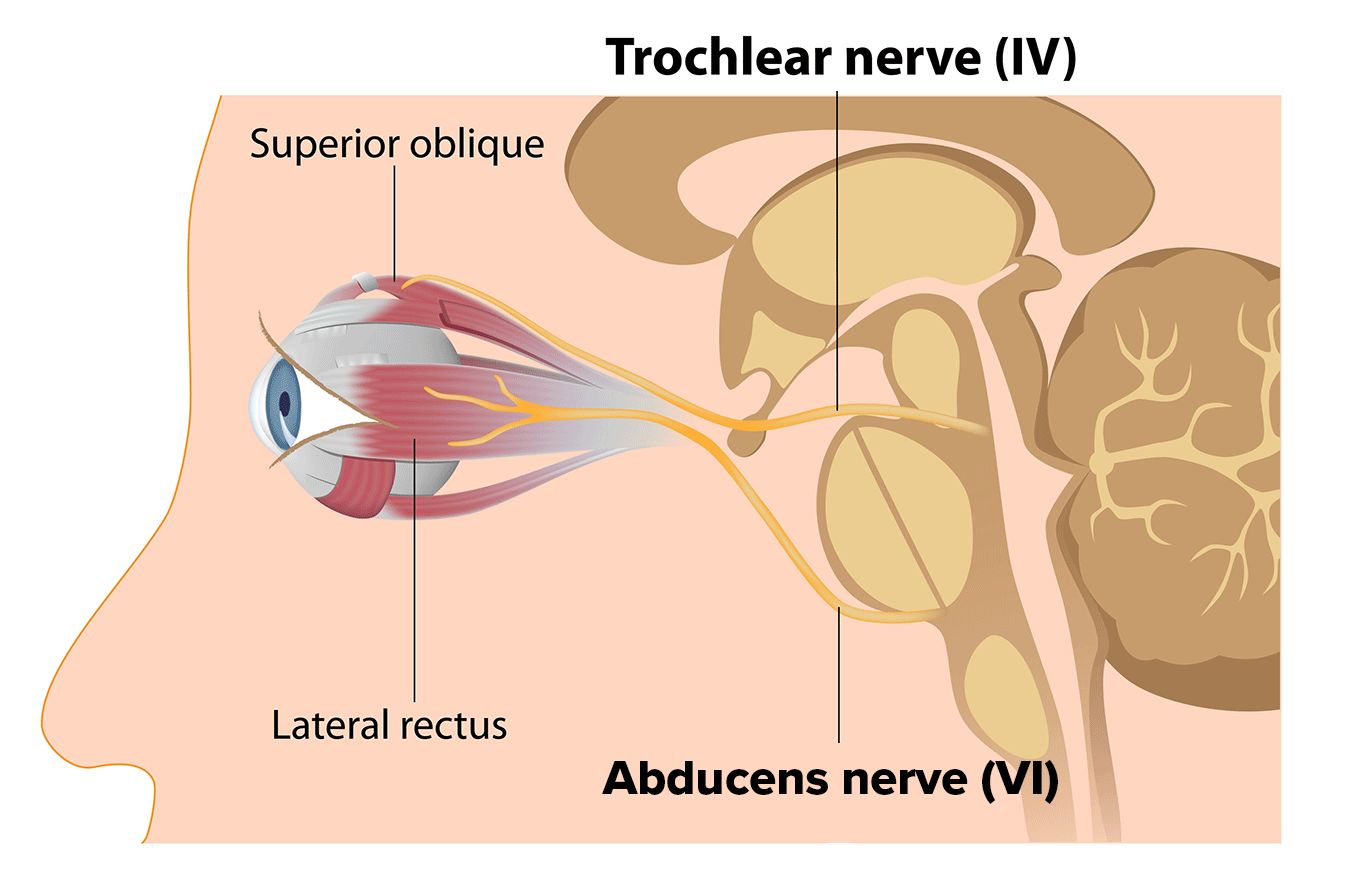 eye anatomy illustration of the trochlear nerve
