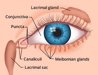 Tear duct system diagram