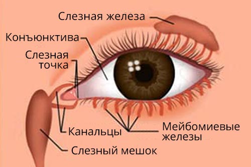 Болезни Глаз Фото Лечение