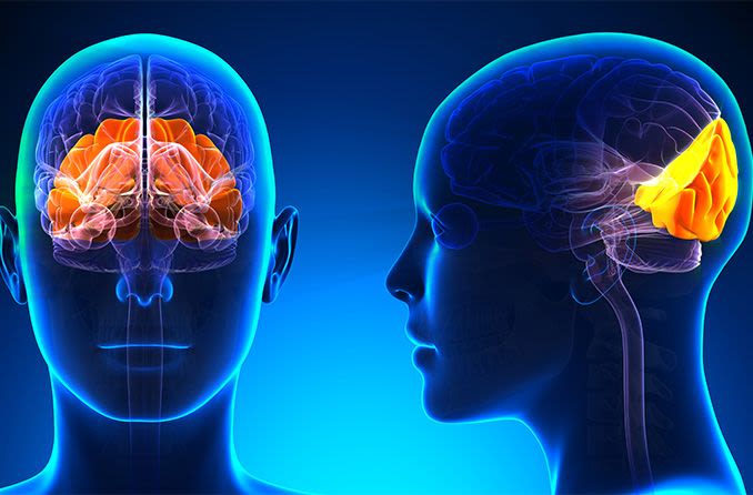 illustration of the occipital lobe of the brain that controls vision