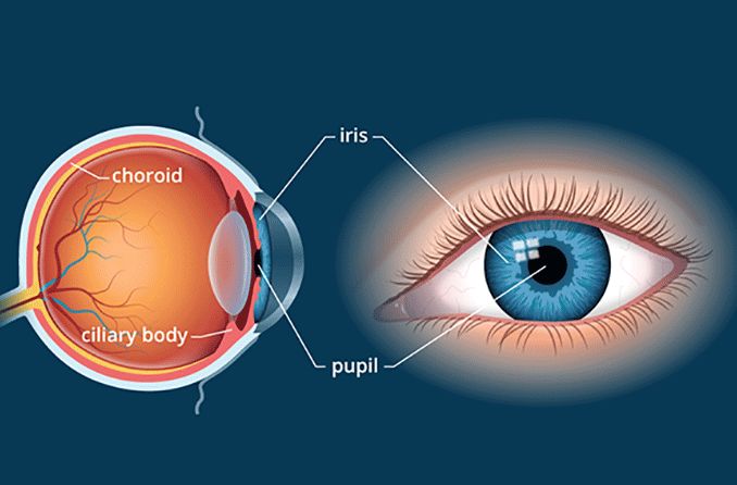 瞳孔、虹膜、睫状体和脉络膜的眼解剖图