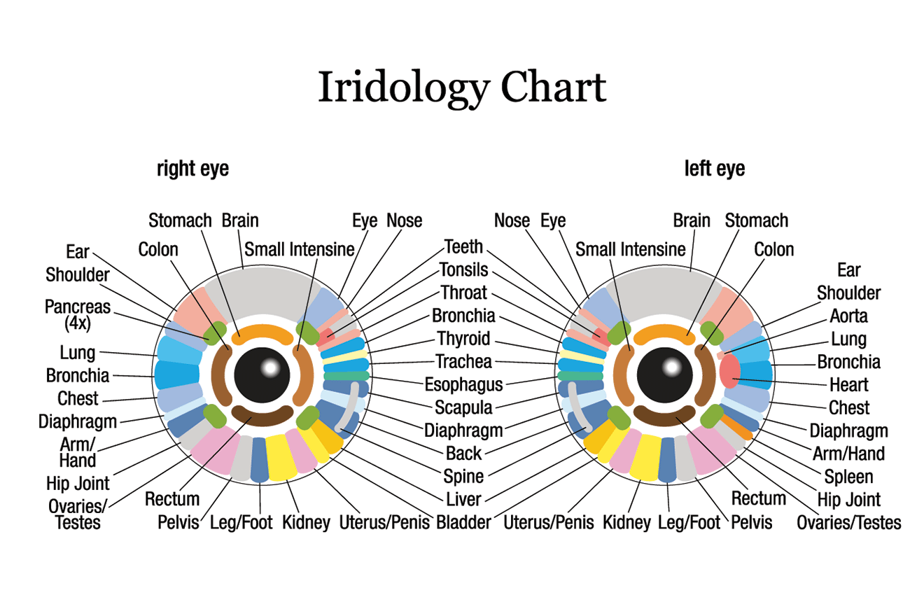 iridology right eye chart Chart eye iridology right sclerology iriscope ...