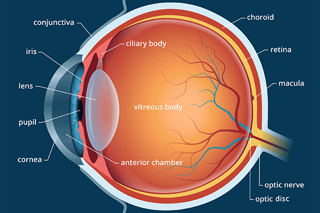 Ontwijken Soeverein veronderstellen Lens of the Eye - All About Vision