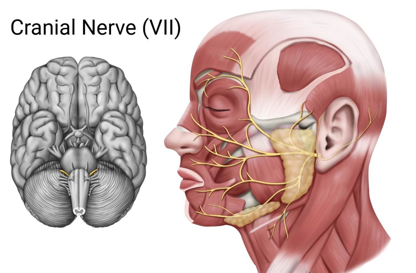 Medical illustration to show where the cranial nerve is located.