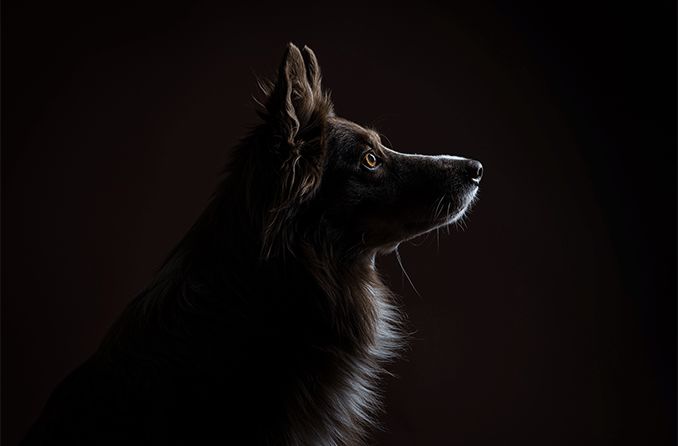 dog in the dark