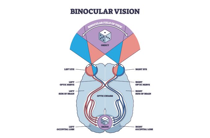 illustration of binocular vision and the brain