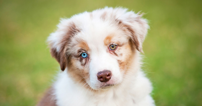 Heterochromia: 2 different colored eyes