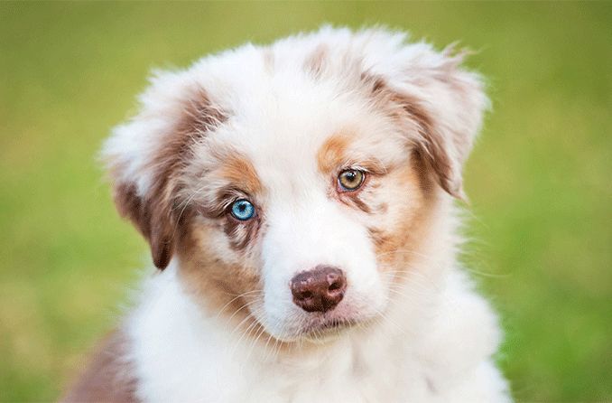 Cão com heterocromia