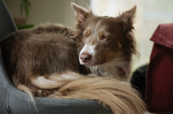 Living With a Blind Dog: Ways to Keep Your Canine Companion Safe