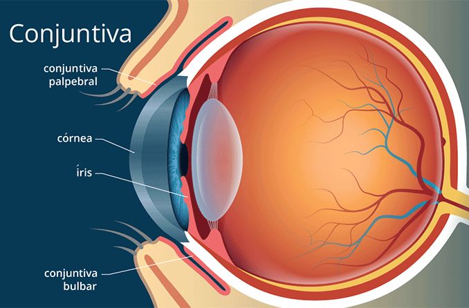 ilustração da conjuntiva do olho