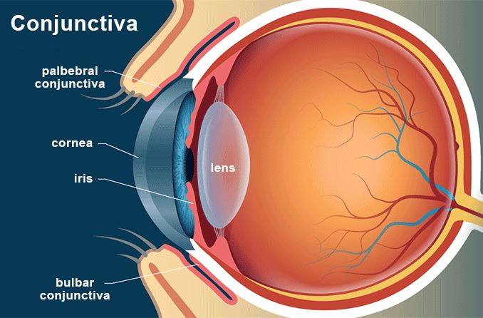 illustration of the conjunctiva of the eye