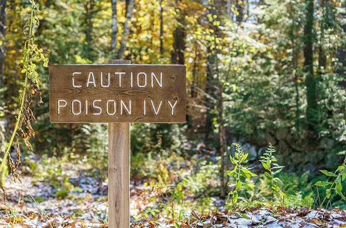 sign post warning of poison ivy
