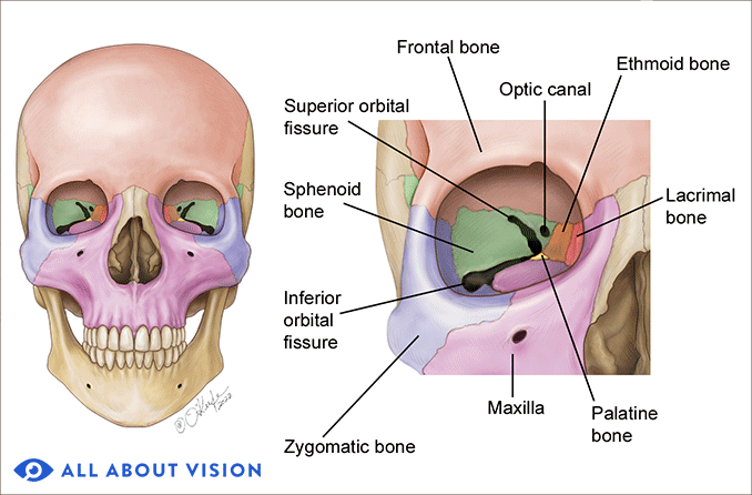 diagram eye socket bone