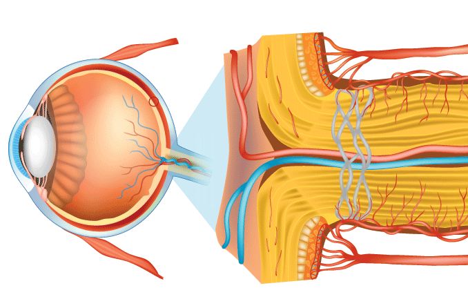 illustration of the optic nerve