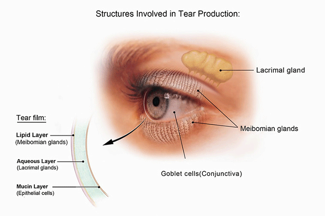 Facts About Tears - American Academy of Ophthalmology