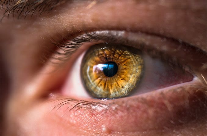 Yeux noisette : Qu'est-ce qui détermine la couleur des yeux noisette?