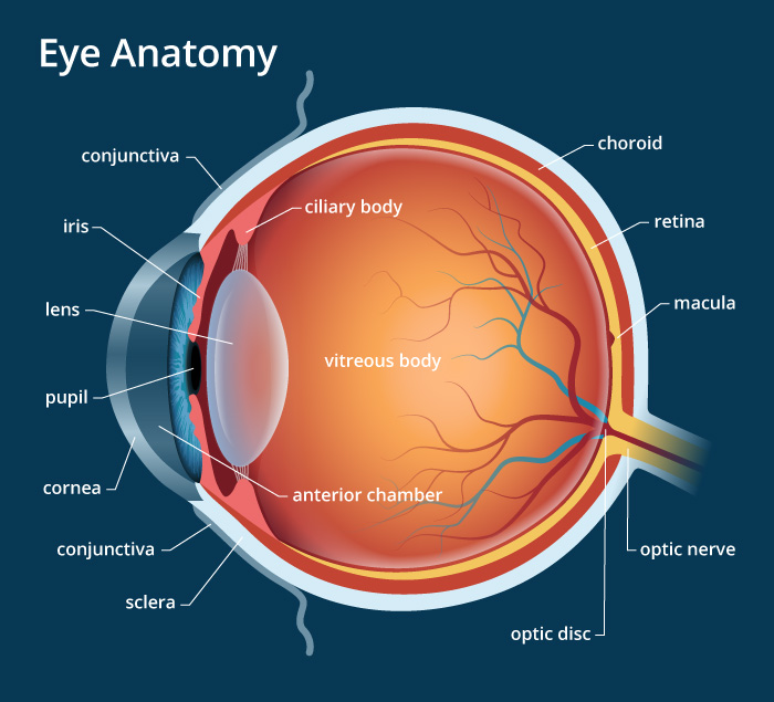 Draw a labelled sketch of the human eye.