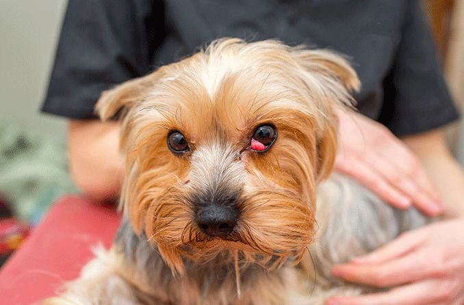 dog with a visible third eyelid