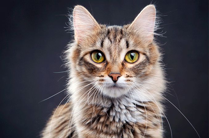 cat looking into the camera on a black background