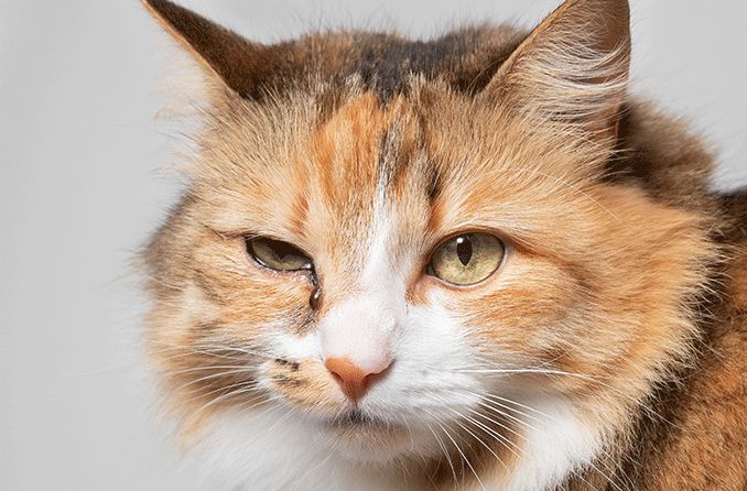 Eye Discharge in Cats All About Vision