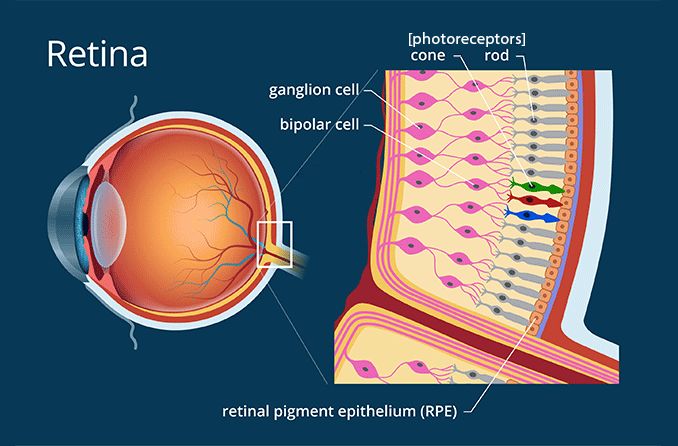 eyeball illustration of photoreceptors (rods and cones) in the eye