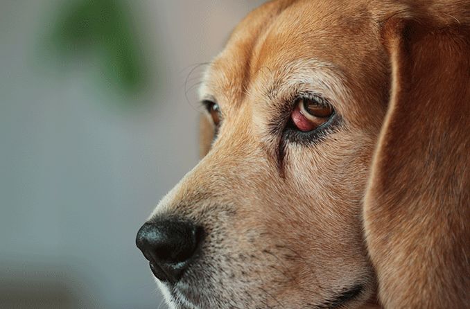 is dog cherry eye contagious