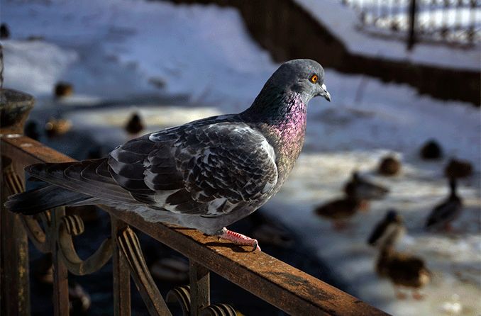 pigeon, carrier of histoplasmosis