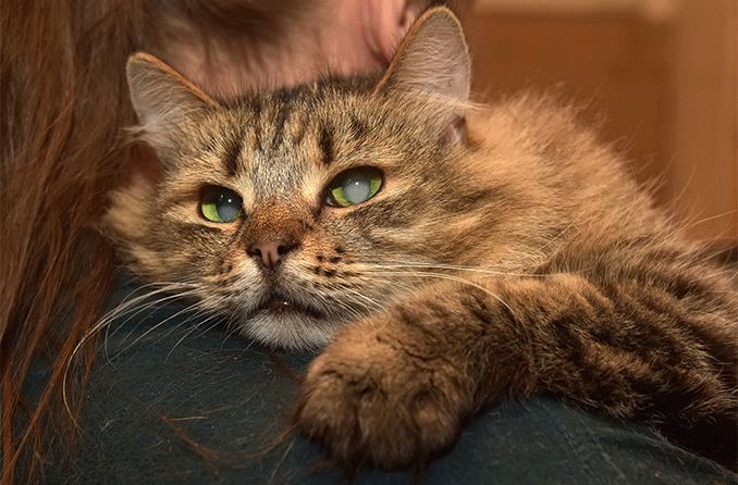 cat with cataracts