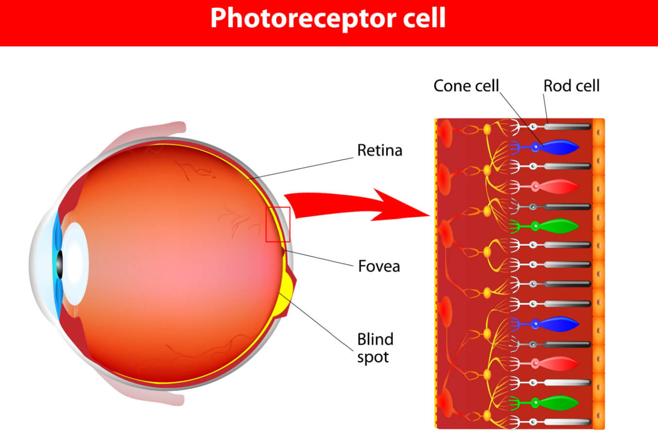 Infographic of photoreceptor cell