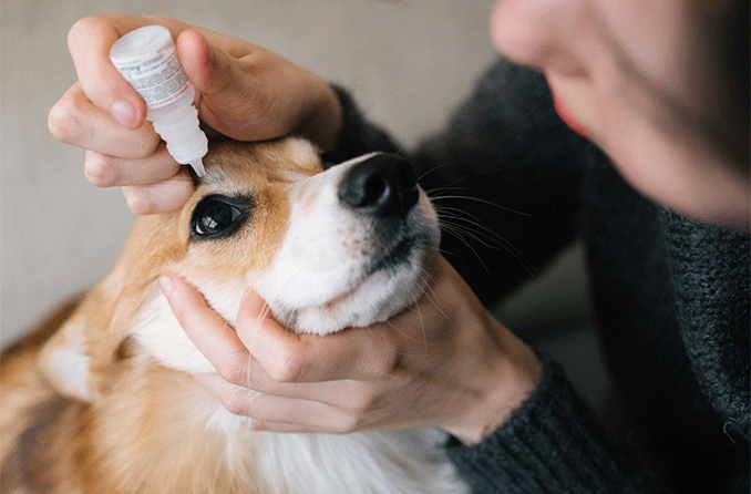 puppy dog toothbrush