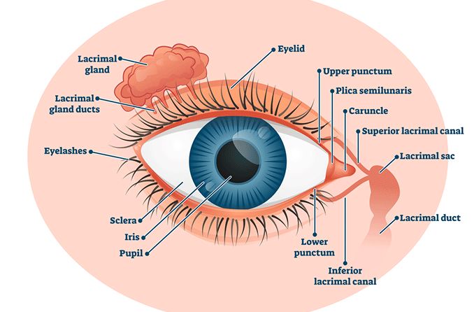 eye model labeled lacrimal gland