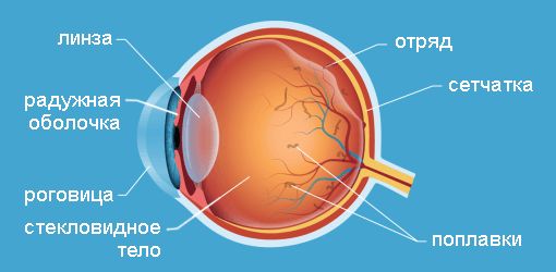 Отслоениестекловидноготелаиплавающиепомутнениявнутриглаза
