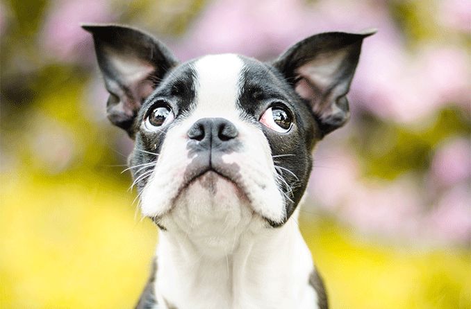 Boston terrier dog looking up