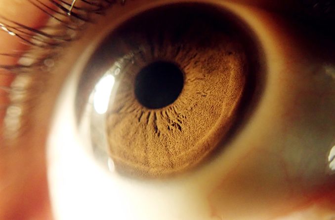 Esclerótica del ojo