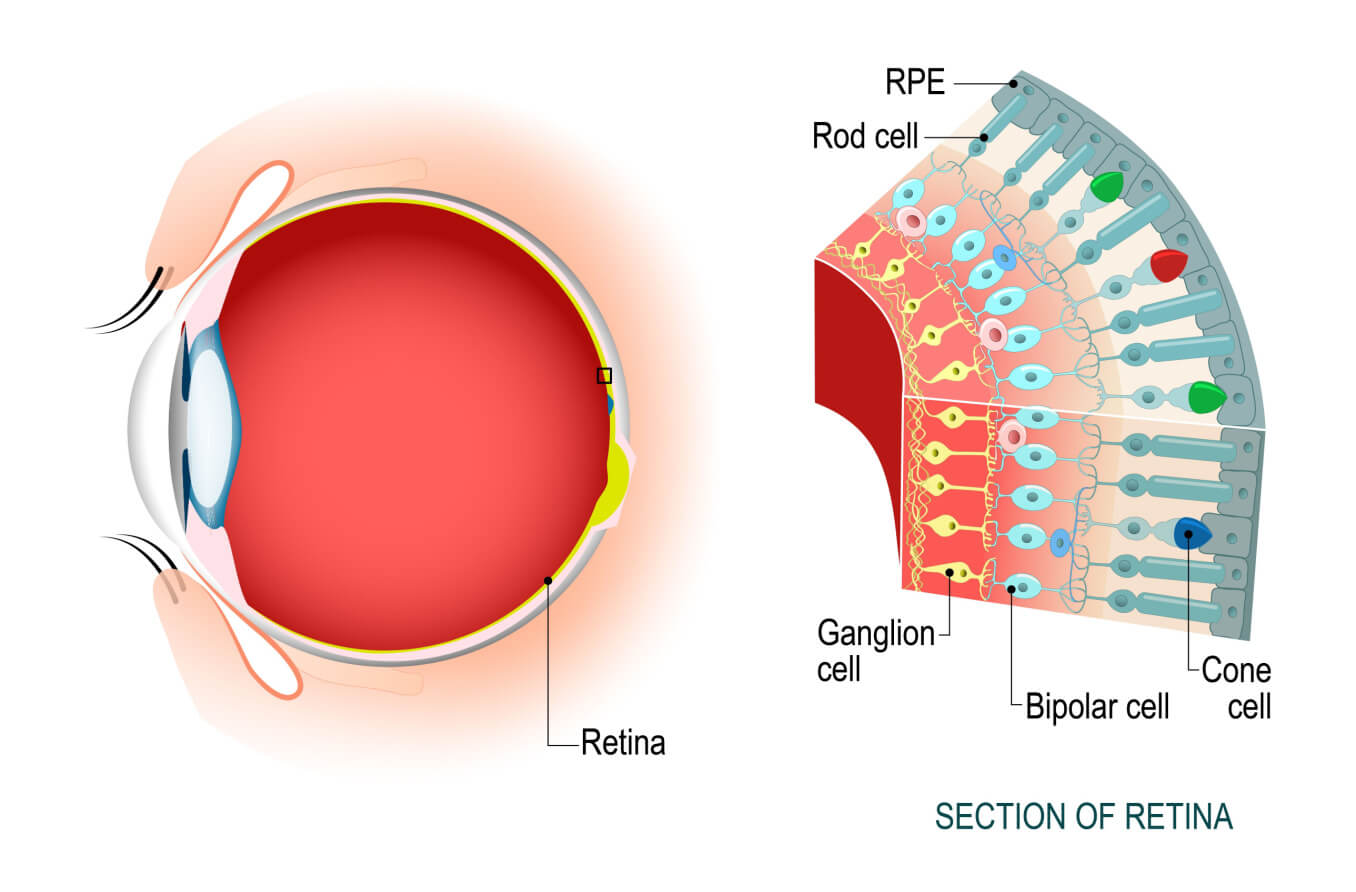 Rod cells and cone cells of the retina. 
