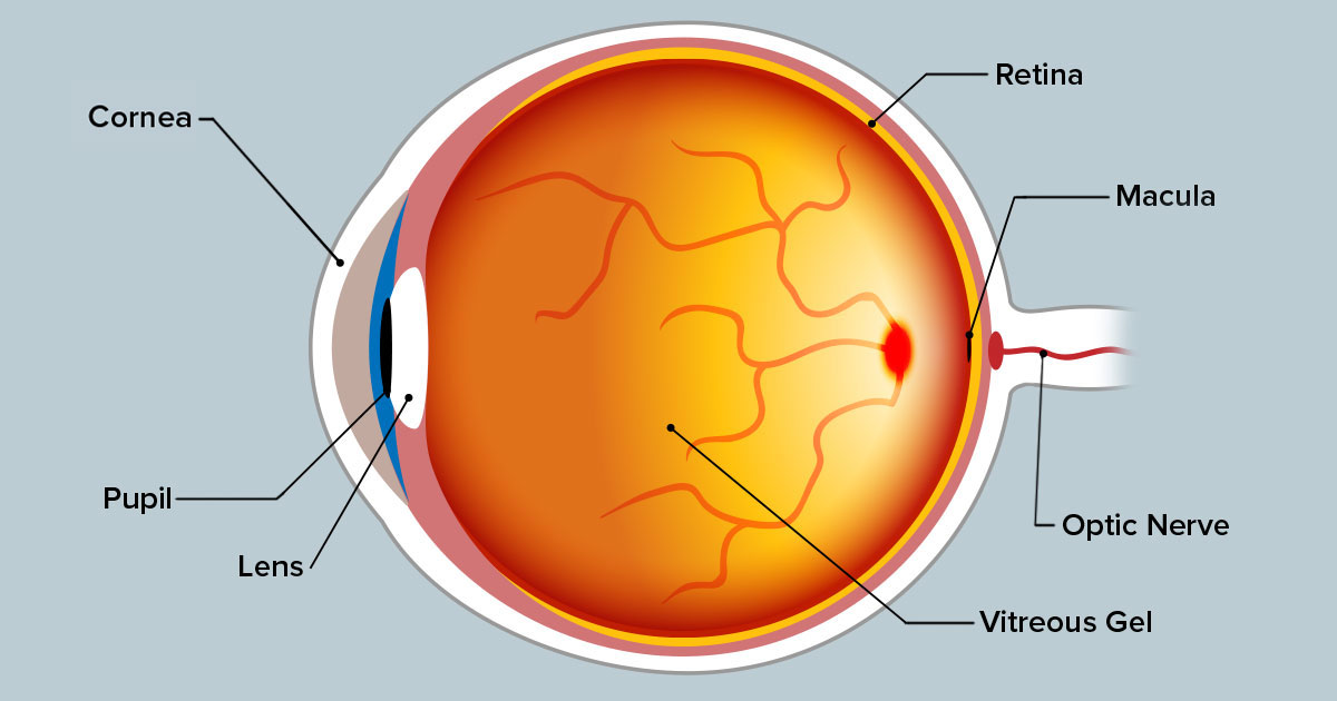 Macula Ear Diagram