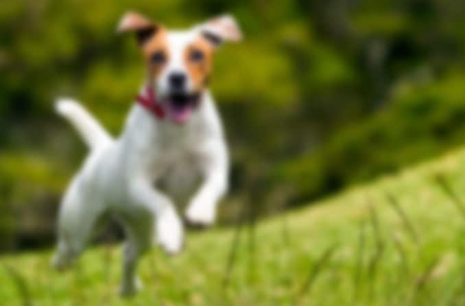 Verschwommenes Bild eines Jack Russell Terriers (bei Verlust der Sehkraft)