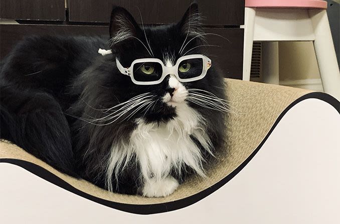 Truffles the cat wearing white eyeglasses