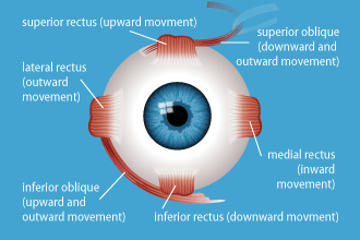 muscles of the eye