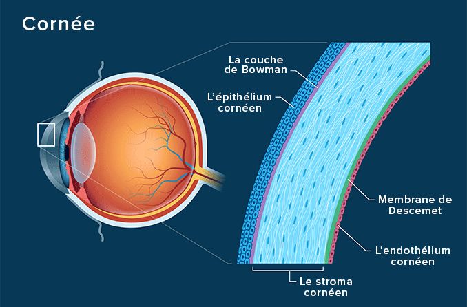 Illustration de l'anatomie de la cornée